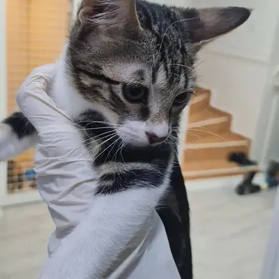 ضيف Hepsi Patime Cat's Hotel