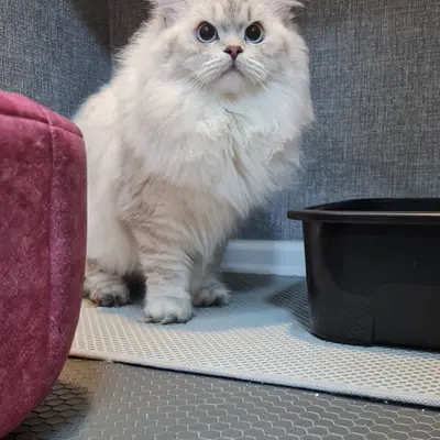 ضيف Hepsi Patime Cat's Hotel