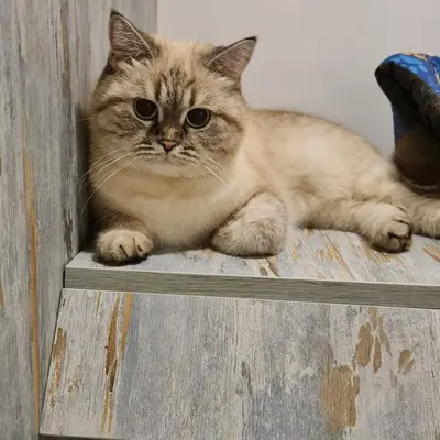 ضيف Hepsi Patime Cat's Hotel