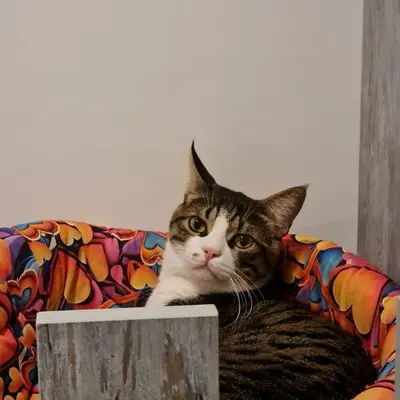 ضيف Hepsi Patime Cat's Hotel