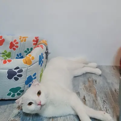 ضيف Hepsi Patime Cat's Hotel