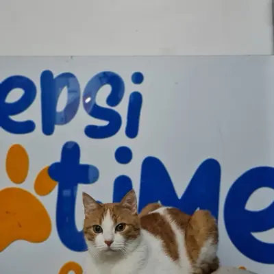 ضيف Hepsi Patime Cat's Hotel