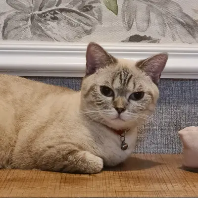 ضيف Hepsi Patime Cat's Hotel