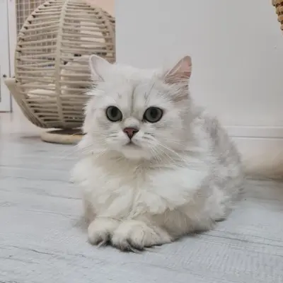 ضيف Hepsi Patime Cat's Hotel