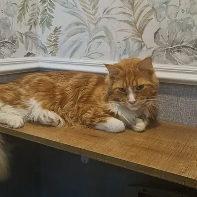 ضيف Hepsi Patime Cat's Hotel