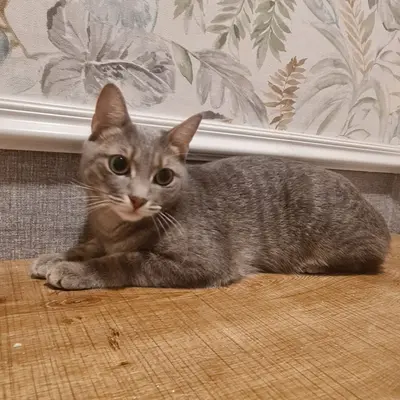ضيف Hepsi Patime Cat's Hotel