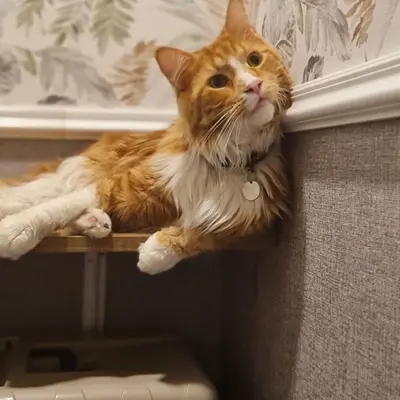 ضيف Hepsi Patime Cat's Hotel