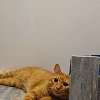 ضيف Hepsi Patime Cat's Hotel