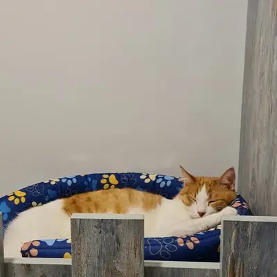 ضيف Hepsi Patime Cat's Hotel