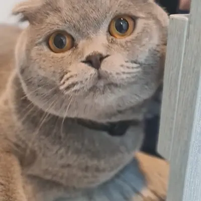 ضيف Hepsi Patime Cat's Hotel