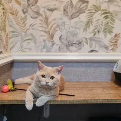 ضيف Hepsi Patime Cat's Hotel