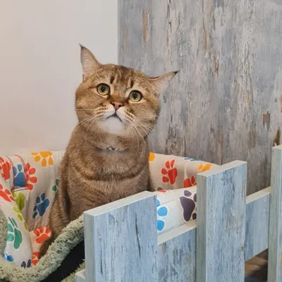 ضيف Hepsi Patime Cat's Hotel
