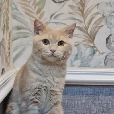 ضيف Hepsi Patime Cat's Hotel