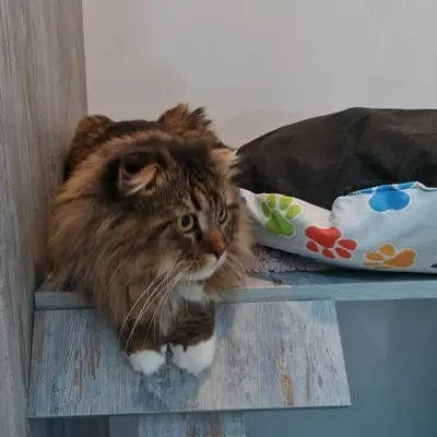 ضيف Hepsi Patime Cat's Hotel