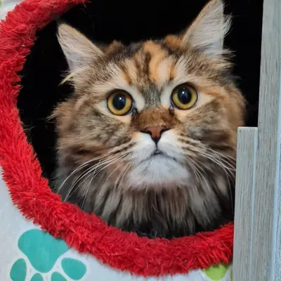 ضيف Hepsi Patime Cat's Hotel