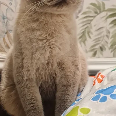 ضيف Hepsi Patime Cat's Hotel