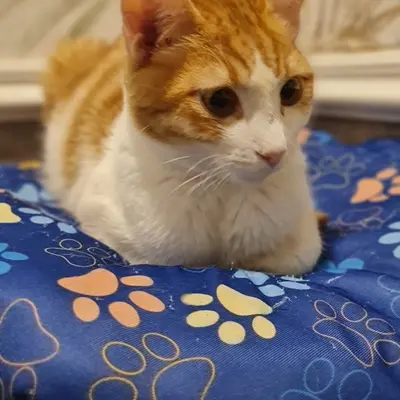 ضيف Hepsi Patime Cat's Hotel