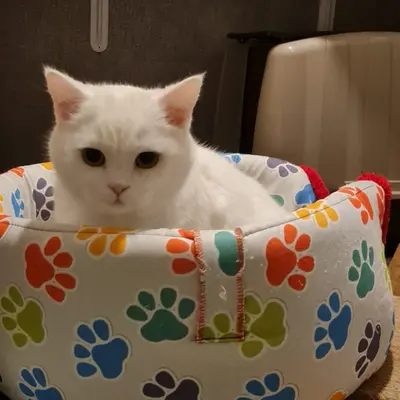 ضيف Hepsi Patime Cat's Hotel