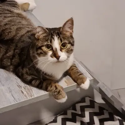 ضيف Hepsi Patime Cat's Hotel