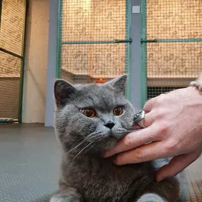 ضيف Hepsi Patime Cat's Hotel