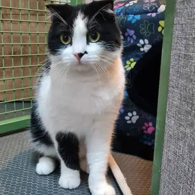 ضيف Hepsi Patime Cat's Hotel