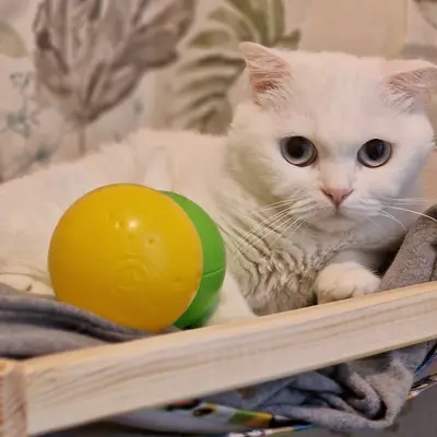 Hepsi Patime Cat's Hotel misafiri