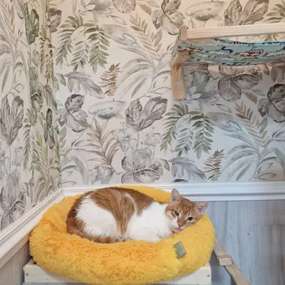 Hepsi Patime Cat's Hotel misafiri