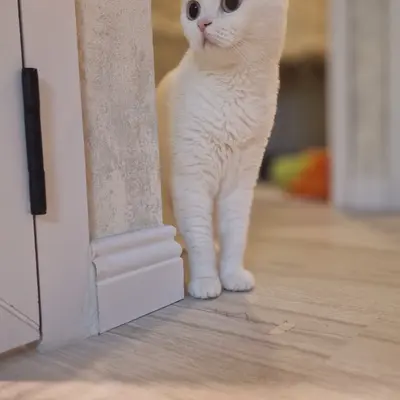 Hepsi Patime Cat's Hotel misafiri