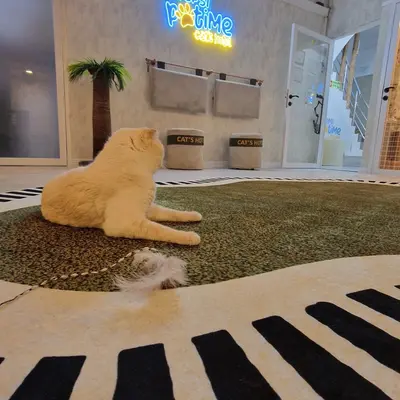 Hepsi Patime Cat's Hotel misafiri