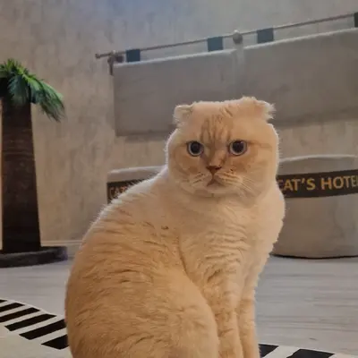 Hepsi Patime Cat's Hotel misafiri