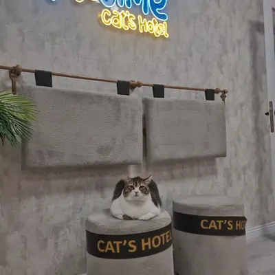 Hepsi Patime Cat's Hotel misafiri