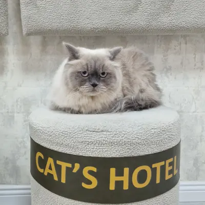 Hepsi Patime Cat's Hotel misafiri