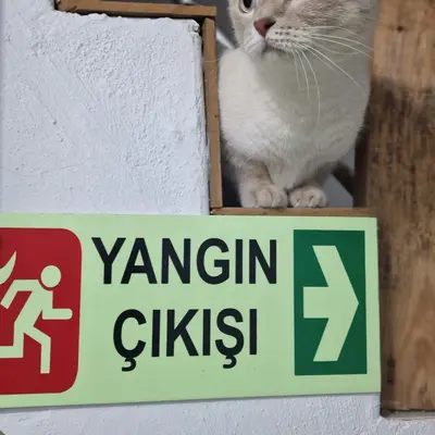 Hepsi Patime Cat's Hotel misafiri