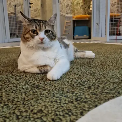Hepsi Patime Cat's Hotel misafiri