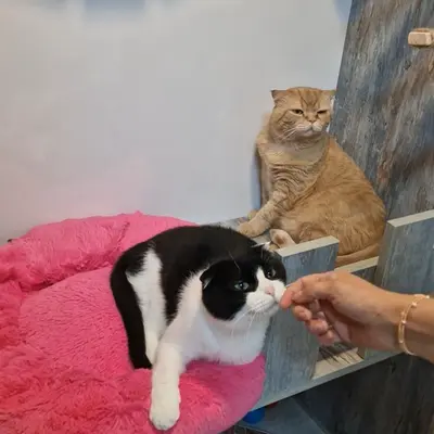 Hepsi Patime Cat's Hotel misafiri