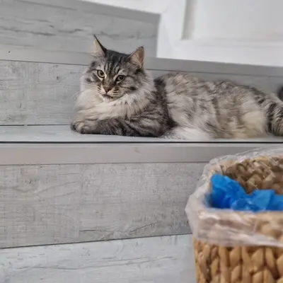 Hepsi Patime Cat's Hotel misafiri