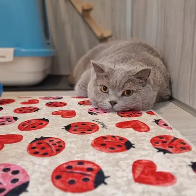 Hepsi Patime Cat's Hotel misafiri