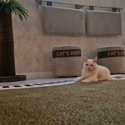 Hepsi Patime Cat's Hotel misafiri