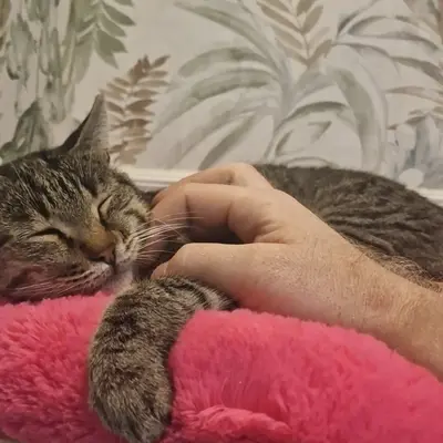 Hepsi Patime Cat's Hotel misafiri