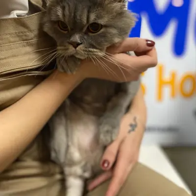 ضيف Hepsi Patime Cat's Hotel