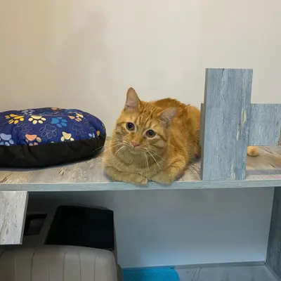 ضيف Hepsi Patime Cat's Hotel