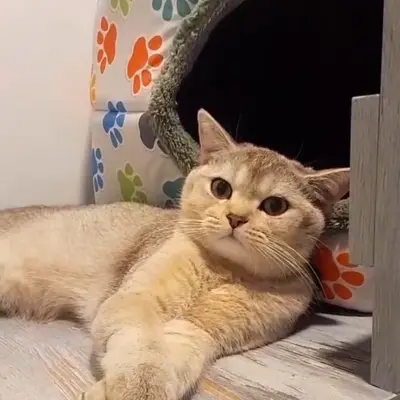 ضيف Hepsi Patime Cat's Hotel