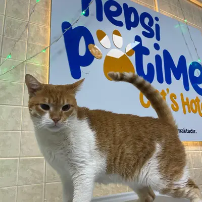 Hepsi Patime Cat's Hotel misafiri