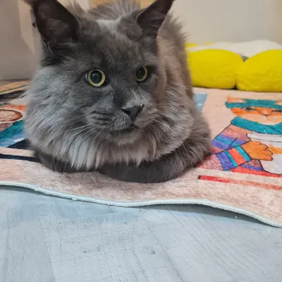 Hepsi Patime Cat's Hotel misafiri