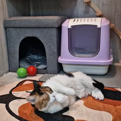 Hepsi Patime Cat's Hotel misafiri