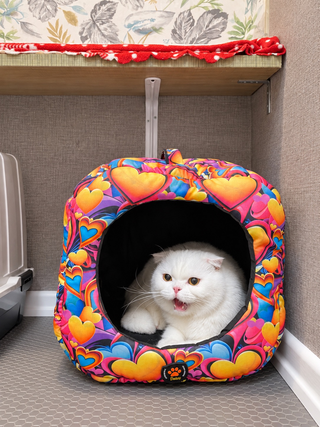Adaptation Room — Hepsi Patime Cat's Hotel