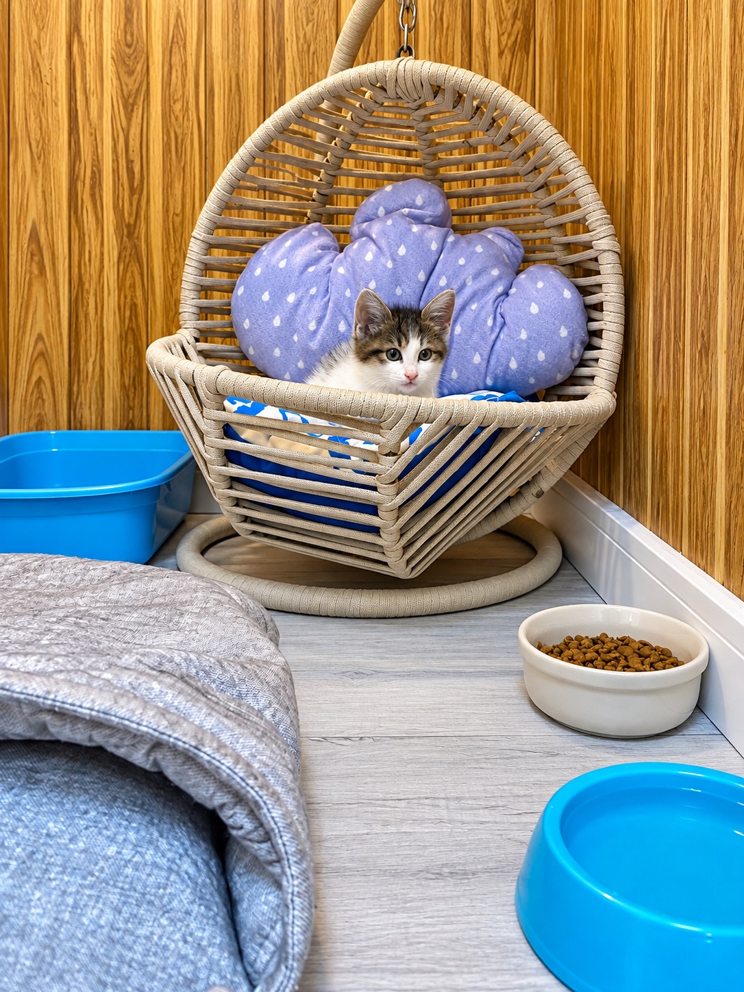 Kitten Room — Hepsi Patime Cat's Hotel