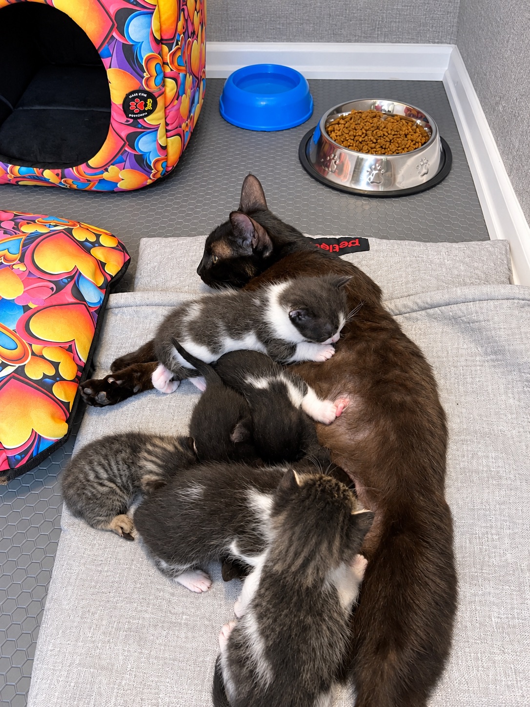 Kitten Room 3
